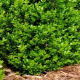 Šimšir: otpornost na mraz, da li je potrebno pokriti, njegu u jesen i zimu